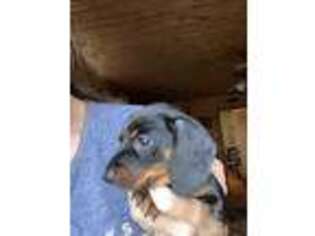 Dachshund Puppy for sale in Westcliffe, CO, USA