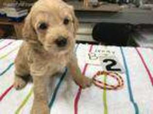 Labradoodle Puppy for sale in Ivanhoe, TX, USA