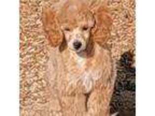 Mutt Puppy for sale in Bly, OR, USA