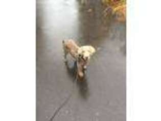 Labrador Retriever Puppy for sale in Doylestown, PA, USA