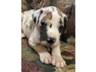 Great Dane Puppy for sale in Vail, IA, USA