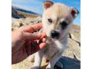 Alaskan Klee Kai Puppy for sale in Littleton, CO, USA