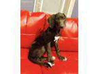 Medium Photo #1 Great Dane Puppy For Sale in Pahrump, NV, USA