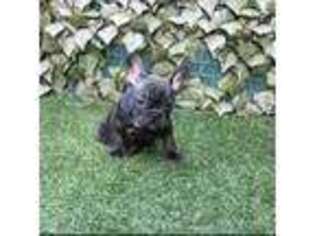 French Bulldog Puppy for sale in Palm Harbor, FL, USA