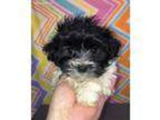 Havanese Puppy for sale in Edgar Springs, MO, USA