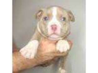 Mutt Puppy for sale in Wilmington, DE, USA