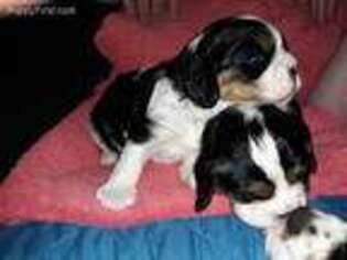 English Toy Spaniel Puppy for sale in Circleville, KS, USA