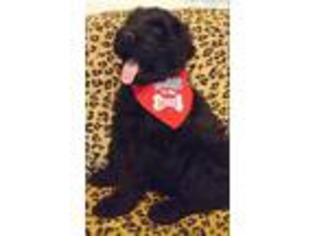 Black Russian Terrier Puppy for sale in Arab, AL, USA