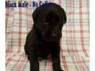 Labrador Retriever Puppy for sale in Lempster, NH, USA