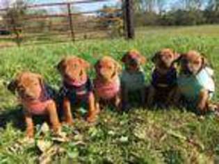 Rhodesian Ridgeback Puppy for sale in Rushville, OH, USA