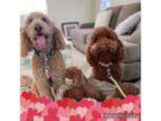 Labradoodle Puppy for sale in Azusa, CA, USA
