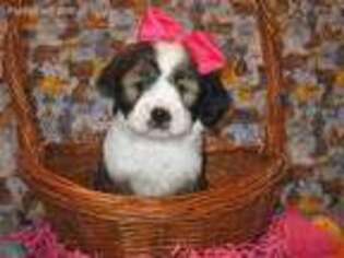 Tibetan Terrier Puppy for sale in Purdy, MO, USA
