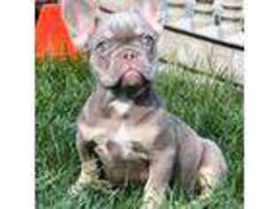 French Bulldog Puppy for sale in Warrington, PA, USA