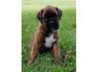 Boxer Puppy for sale in Bremen, OH, USA