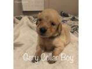 Golden Retriever Puppy for sale in Dayton, TX, USA