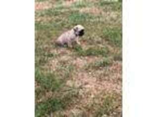 Mutt Puppy for sale in Kimball, MN, USA