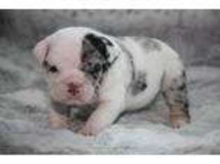 Bulldog Puppy for sale in Port Richey, FL, USA