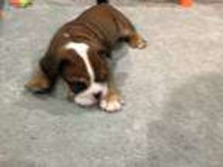 Bulldog Puppy for sale in Brooklyn, NY, USA