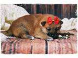 Shiba Inu Puppy for sale in Vandalia, MO, USA