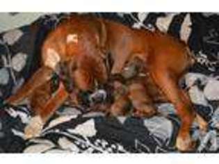 Boxer Puppy for sale in PORTLAND, OR, USA