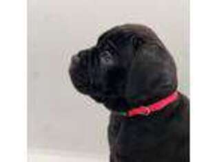 Mastiff Puppy for sale in Glendale, CA, USA