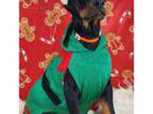 Doberman Pinscher Puppy for sale in South Shore, KY, USA