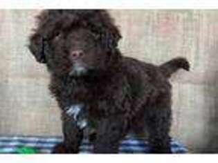 Portuguese Water Dog Puppy for sale in Canton, OH, USA