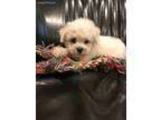 Bichon Frise Puppy for sale in Fort Madison, IA, USA