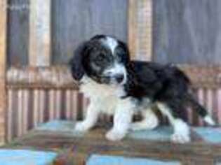 Border Collie Puppy for sale in Heber City, UT, USA