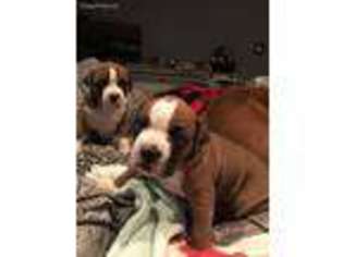 Boxer Puppy for sale in Brooklyn, NY, USA