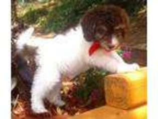 Labradoodle Puppy for sale in Hernando, FL, USA