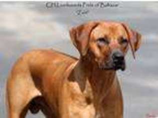 Medium Photo #1 Rhodesian Ridgeback Puppy For Sale in Burleson, TX, USA
