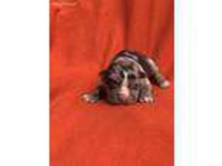 Medium Photo #1 Alapaha Blue Blood Bulldog Puppy For Sale in West Palm Beach, FL, USA