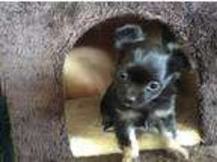 Chihuahua Puppy for sale in Caddo Mills, TX, USA