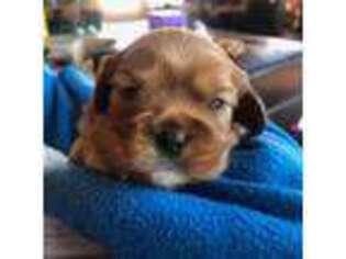 Cavalier King Charles Spaniel Puppy for sale in Mediapolis, IA, USA