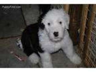 Old English Sheepdog Puppy for sale in Denver, CO, USA
