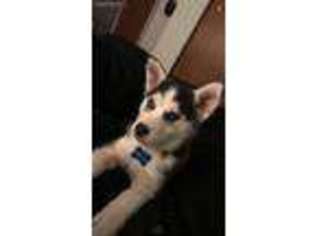 Siberian Husky Puppy for sale in Roseville, CA, USA