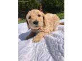 Goldendoodle Puppy for sale in Corinth, MS, USA