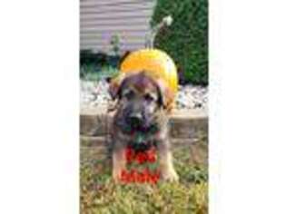 German Shepherd Dog Puppy for sale in Trenton, OH, USA