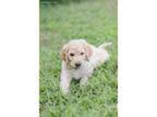Goldendoodle Puppy for sale in Hanscom AFB, MA, USA