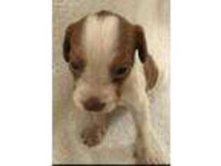 Brittany Puppy for sale in Elko, GA, USA