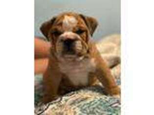 Bulldog Puppy for sale in Philadelphia, PA, USA