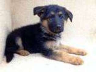 German Shepherd Dog Puppy for sale in KIRKLAND, WA, USA