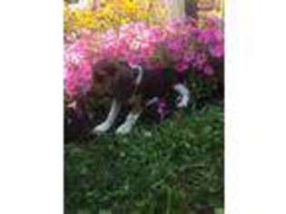 Beagle Puppy for sale in Fredericksburg, OH, USA