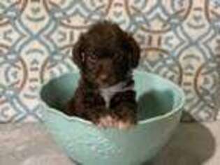 Schnoodle (Standard) Puppy for sale in Noel, MO, USA