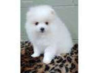 Pomeranian Puppy for sale in San Luis Obispo, CA, USA