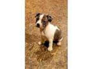 Boston Terrier Puppy for sale in Cannelburg, IN, USA