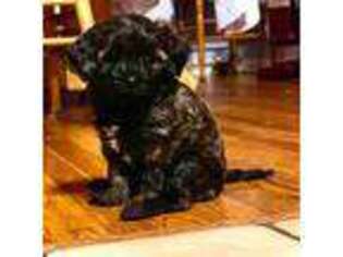 Cavapoo Puppy for sale in Hanover, PA, USA