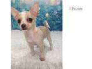 Chihuahua Puppy for sale in Clarksville, TN, USA