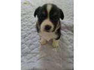 Pembroke Welsh Corgi Puppy for sale in Stafford, VA, USA